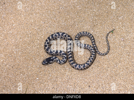 Vier-gezeichnete Schlange.  Bieten Quatuorlineata einzige juvenile Schlange. Griechenland. Stockfoto