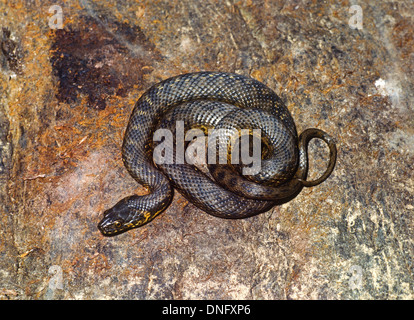 Viperine Schlange Natrix Maura alleinstehenden zusammengerollt auf Felsen. Spanien Stockfoto