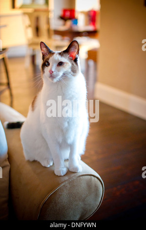 Schöne weiße Katze mit langem Fell sitzen am Arm des Trainers in das Fensterlicht. Stockfoto