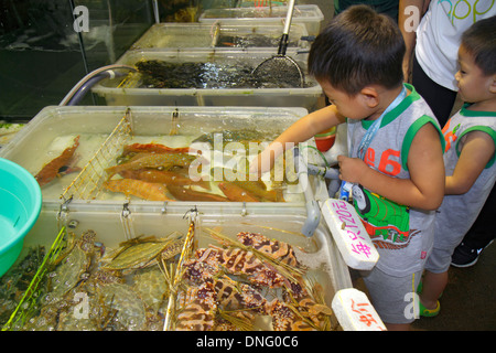 Hong Kong China, HK, Asien, Chinesisch, Oriental, Insel, North Point, Java Road, North Point Ferry Pier, Fisch, Verkäufer Stände Stand Markt Markt Markt Stockfoto