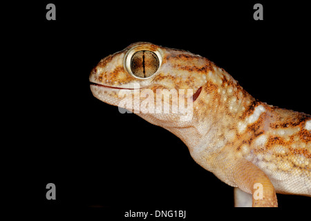 Porträt von einem riesigen Boden Gecko (Chondrodactylus Angulifer), Kalahari-Wüste, Südafrika Stockfoto