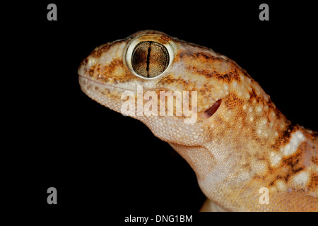 Porträt von einem riesigen Boden Gecko (Chondrodactylus Angulifer), Kalahari-Wüste, Südafrika Stockfoto