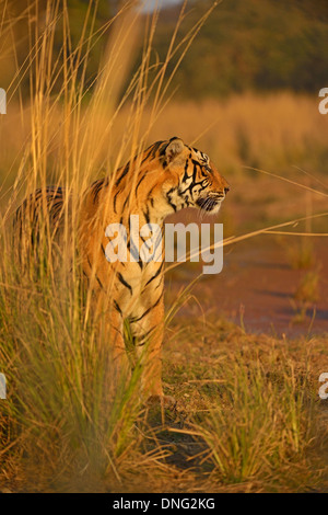 Tiger patrouillieren in seinem Hoheitsgebiet in Ranthambhore National park Stockfoto