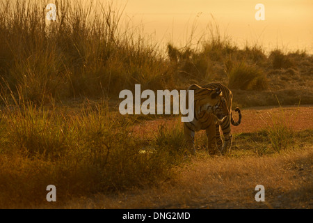 Tiger patrouillieren in seinem Hoheitsgebiet in Ranthambhore National park Stockfoto