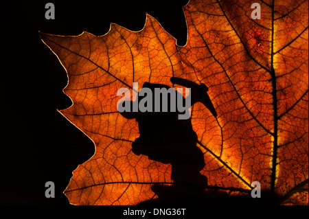 Silhouette des Märchens Zwerg / Gnome mit Spitzhacke Silhouette gegen Herbst Blatt beim marschieren in Märchen wie Wald bei Nacht Stockfoto