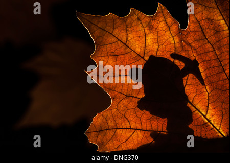 Silhouette des Märchens Zwerg / Gnome mit Spitzhacke Silhouette gegen Herbst Blatt beim marschieren in Märchen wie Wald bei Nacht Stockfoto