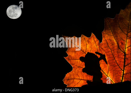 Silhouette des Märchens Zwerg / Gnome mit Spitzhacke Silhouette gegen Herbst Blatt beim marschieren in Märchen wie Wald bei Nacht Stockfoto