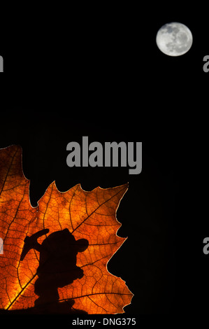 Silhouette des Märchens Zwerg / Gnome mit Spitzhacke Silhouette gegen Herbst Blatt beim marschieren in Märchen wie Wald bei Nacht Stockfoto