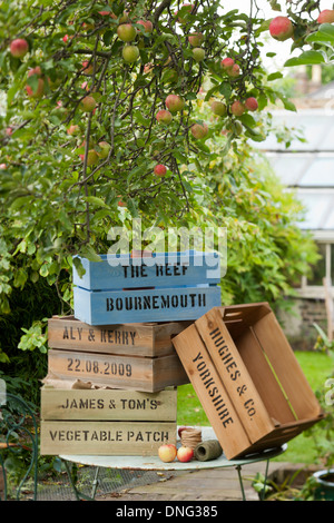 Hölzerne Obst- und Gemüse-Boxen unter einem Apfelbaum in einem Garten Stockfoto