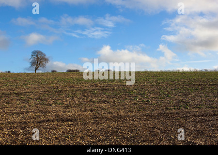 Englische Winterlandschaft mit bewölktem Himmel über einer einsamen Esche und Hecken, die über ein Feld der Sämling Senf Ernte angesehen Stockfoto