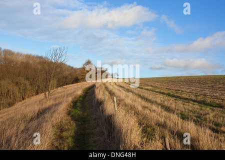 Ein Land-Wanderweg mit trockene Gräser, Wald- und Winter Lärchen über Worsendale in die Yorkshire wolds Stockfoto