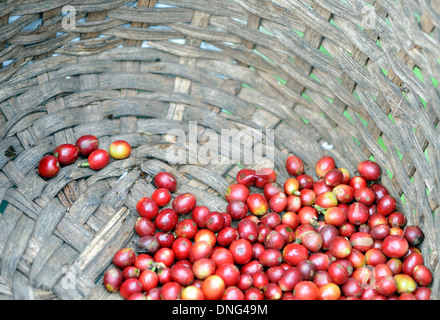 Reif-Kaffee (Coffea Arabica) Obst, Beeren, Kirschen liegen im unteren Teil eine Kommissionierung Korb.  Santa Elena, Costa Rica. Stockfoto