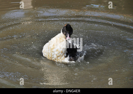 Eine spielerische Ente im Teich spielen Stockfoto