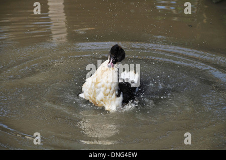 Eine spielerische Ente im Teich spielen Stockfoto