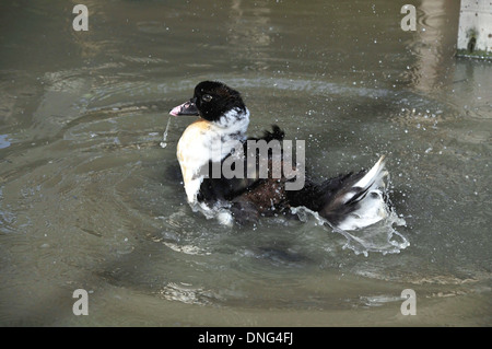 Eine spielerische Ente im Teich spielen Stockfoto