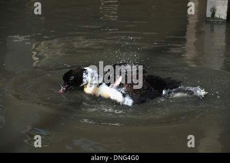 Eine spielerische Ente im Teich spielen Stockfoto