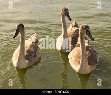 Three young mute swans in Spring Stockfoto