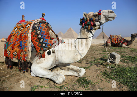 Kamel @Giza ausruhen Stockfoto
