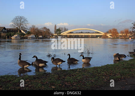 Walton, Surrey, England, UK. 27. Dezember 2013. Gänse am platzen Ufer ein schnell fließender und sehr geschwollen Themse bei Walton-Brücke, nach vielen Tagen mit heftigem Regen im Südosten Englands. Bildnachweis: Julia Gavin/Alamy Live-Nachrichten Stockfoto