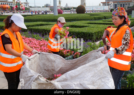 Peking China, Chinesisch, Dongcheng Bezirk, Chang'an Avenue, Tian'anmen, Tiananmen Platz, asiatische Erwachsene, Erwachsene, Frau weibliche Frauen, Landschaftsgärtner, Stadtarbeiter, remo Stockfoto