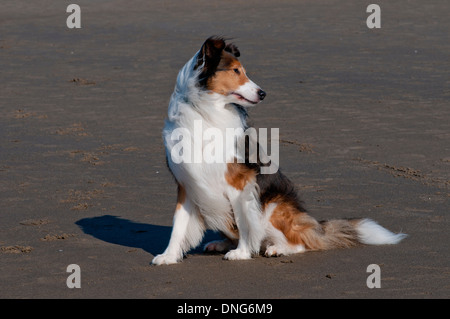 Shetland Sheepdog (Sheltie) am Strand an der Küste von Oregon Stockfoto