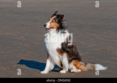 Shetland Sheepdog (Sheltie) am Strand an der Küste von Oregon Stockfoto