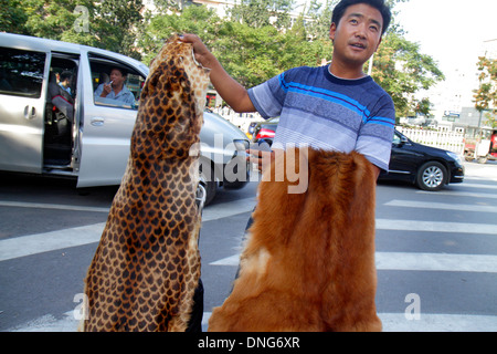 Peking China, Chinesisch, Chaoyang Bezirk, in der Nähe Panjiayuan Wochenende Schmutz Flohmarkt, asiatische Mann Männer männlich, exotische Tierpelze, Verkauf, illegal, Häute, Katze, CH Stockfoto