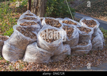 Eine große Gruppe von Plastiktüten Holding raked bis Eiche Blätter im Herbst Stockfoto