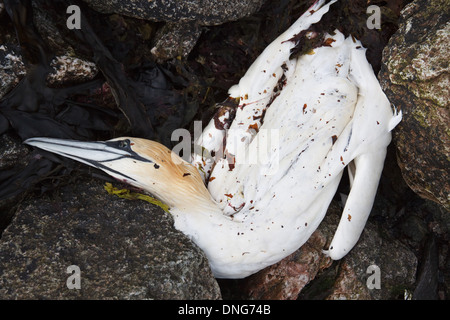 Ein toter Basstölpel Morus Bassanus, zwischen den Felsen am Ufer Stockfoto