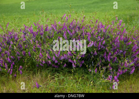 Lila Blume Wicke (Vicia Cracca) auf Wiese Stockfoto