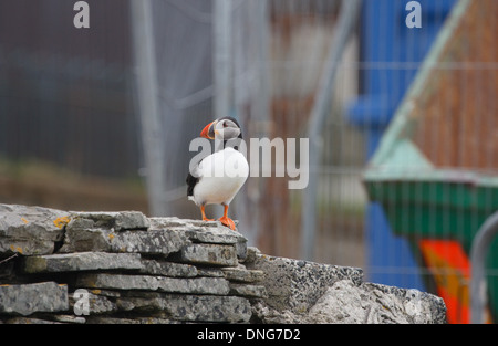 Atlantic Puffin, Fratercula Arctica, Vermessung die Bauarbeiten am Sumburgh Head RSPB Reserve, Shetland-Inseln, Großbritannien Stockfoto