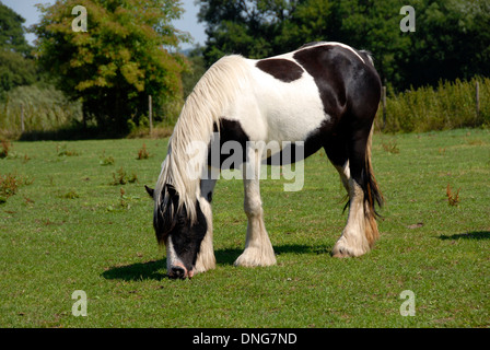 Clydesdale-Pferde Rasen im Bereich Essen Stockfoto