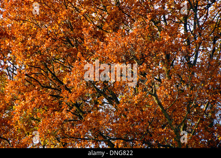 Blätter auf Eiche in der Herbstsonne Stockfoto