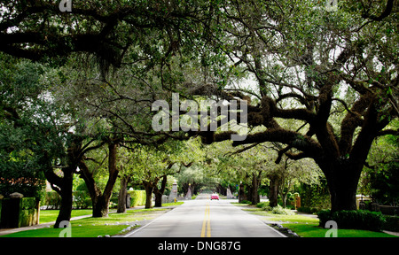 Alte Eichen entlang Coral Way, Miami Stockfoto