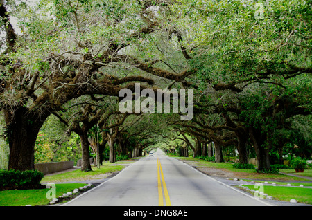 Alte Eichen entlang Coral Way, Miami Stockfoto