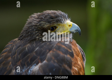 Close-up Portrait Harris Hawk (Parabuteo Unicinctus) Stockfoto