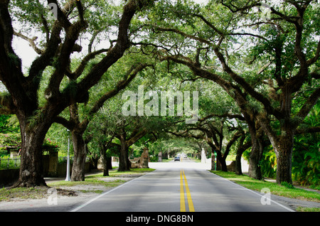 Alten Eichen auf Korallen Weg, Miami Stockfoto