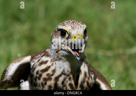 Saker Falcon (Falco Cherrug) close-up portrait Stockfoto