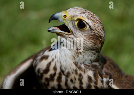Saker Falcon (Falco Cherrug) close-up portrait Stockfoto