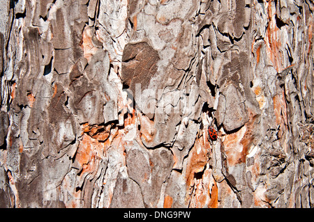 Hintergrund - Pinienrinde mit einen kleinen roten Käfer drauf. Stockfoto
