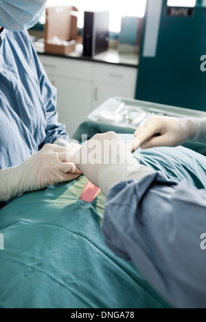 Nahaufnahme der Tierarzt Doktor und weiblich-Assistenten ausführen Stockfoto