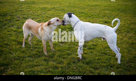 Labrador Retriever und dalmatinischen kleben Stockfoto