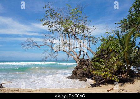 Seagrape Baum gelehnt über dem Meer an einem tropischen Strand, Karibik Stockfoto