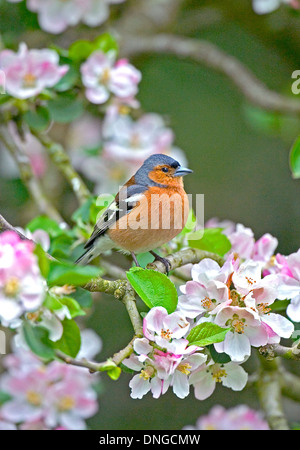 Buchfinken (Fringilla Coelebs) männlich, thront in Apfelbaum mit rosa Blüte. Washington, West Sussex, 7. April 2004 Stockfoto