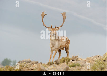 Damhirsch mit großen Hörnern Stockfoto