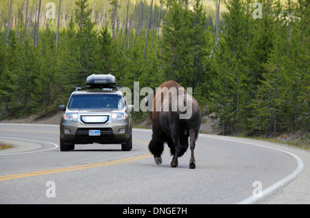 Bisons (Bison Bison) Begegnung auf der Straße, Yellowstone-Nationalpark, Wyoming, USA Stockfoto