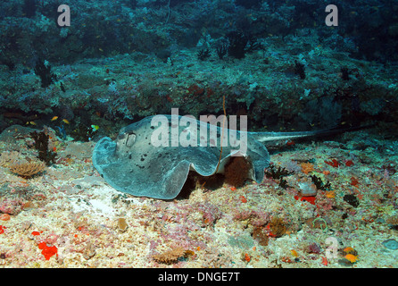 Black blotched Stingray (Taeniurops Meyen) liegen am Riff, Süd Male Atoll, Malediven Stockfoto