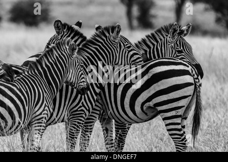 Zebras im Tarangire Nationalpark, Tansania Stockfoto