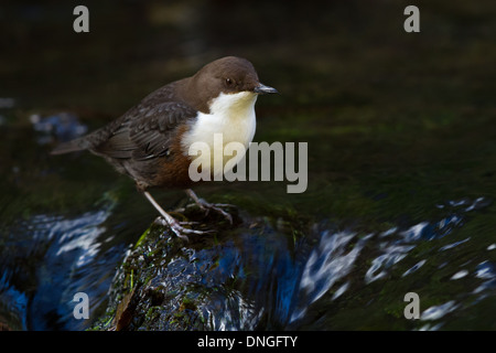 Weiße-throated Wasseramseln (Cinclus Cinclus), Dovedale, Derbyshire Stockfoto