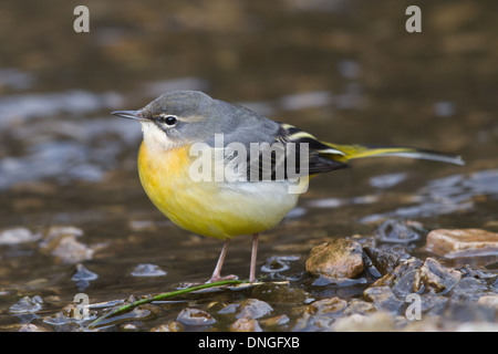 Graue Bachstelze (Motacilla Cinerea), Dovedale, Derbyshire Stockfoto